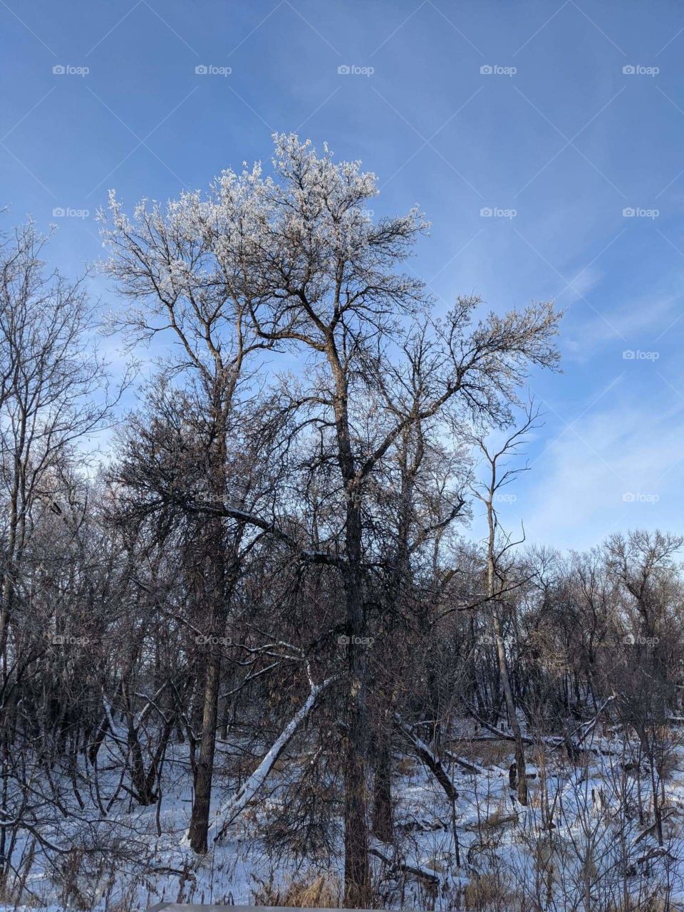 Winter trees