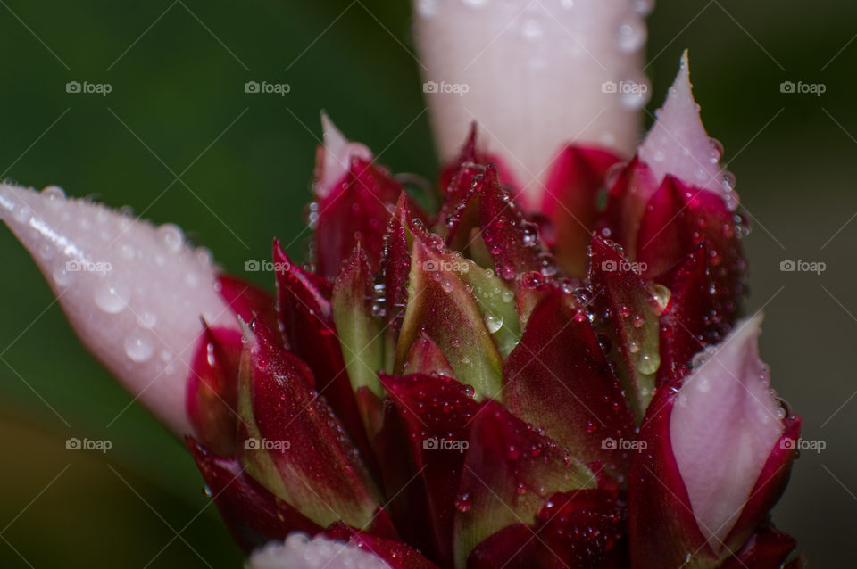 Rain drops on flower buds.