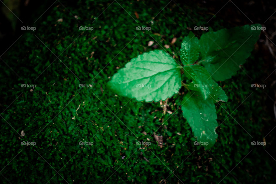 a Photo of leaf, wallpaper