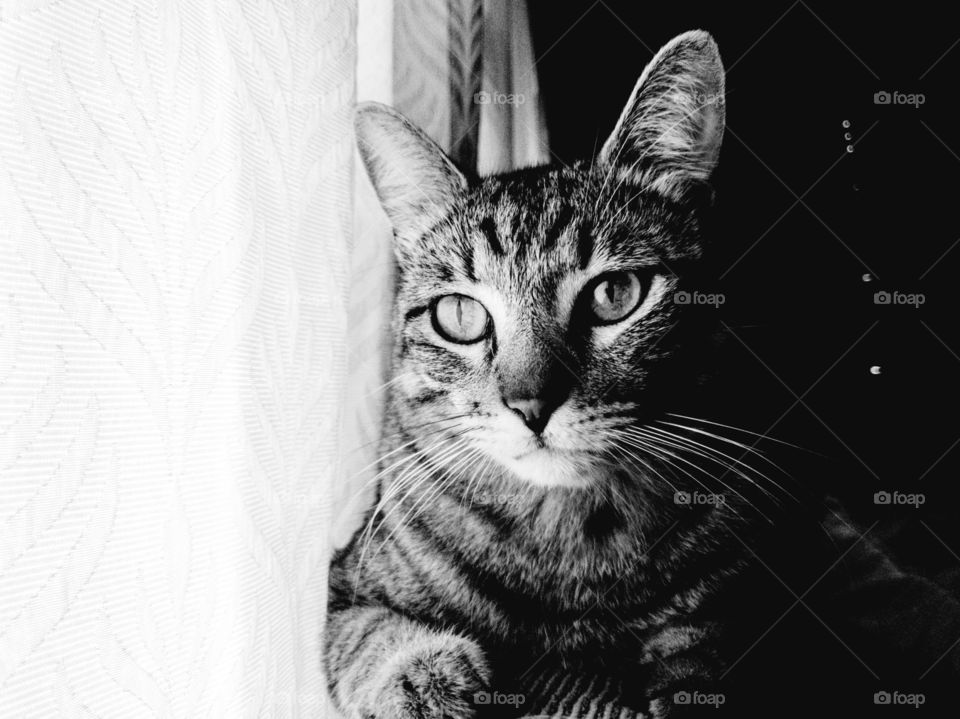 Black and white portrait of  tabby cat by the window