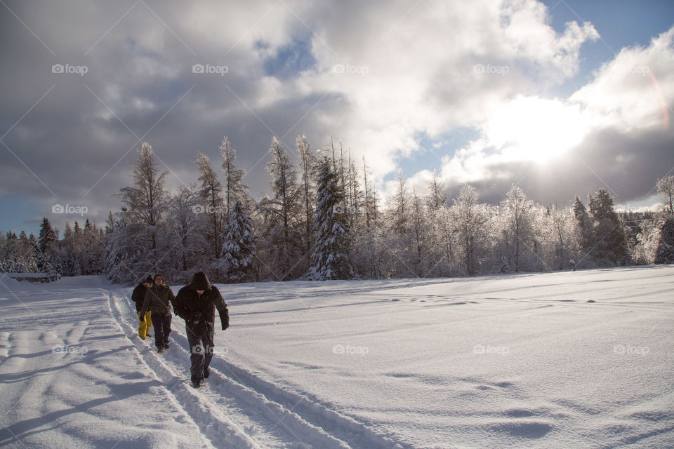 Three people hiking in a snowy area, emerging from a massive forest