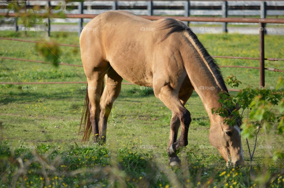 horse