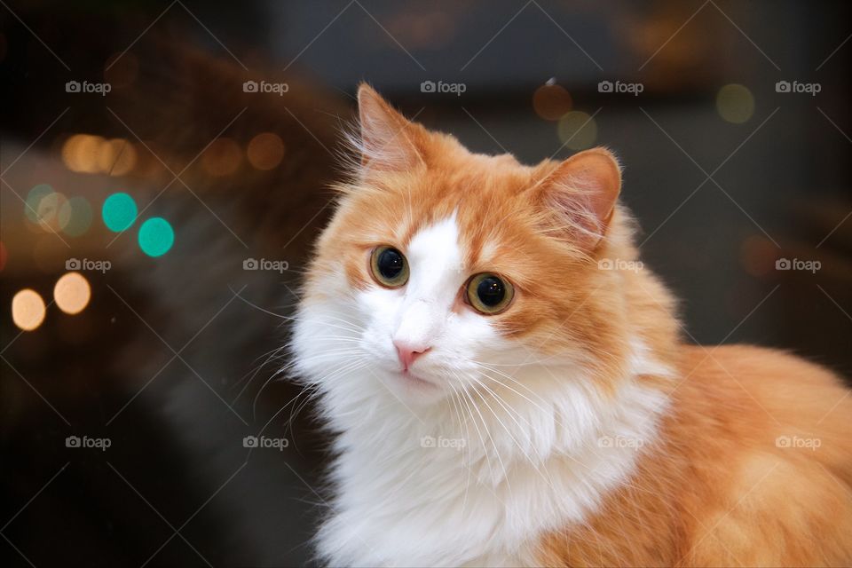 Cat looking at camera