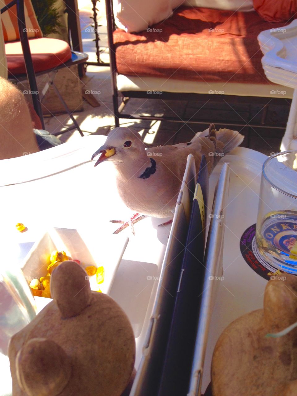 Pigeon stealing nuts