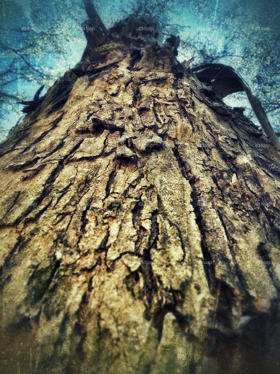 sky nature tree bark by runtographer