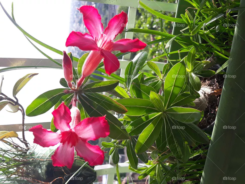 Flora.