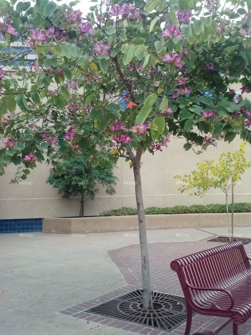 flowering​  tree