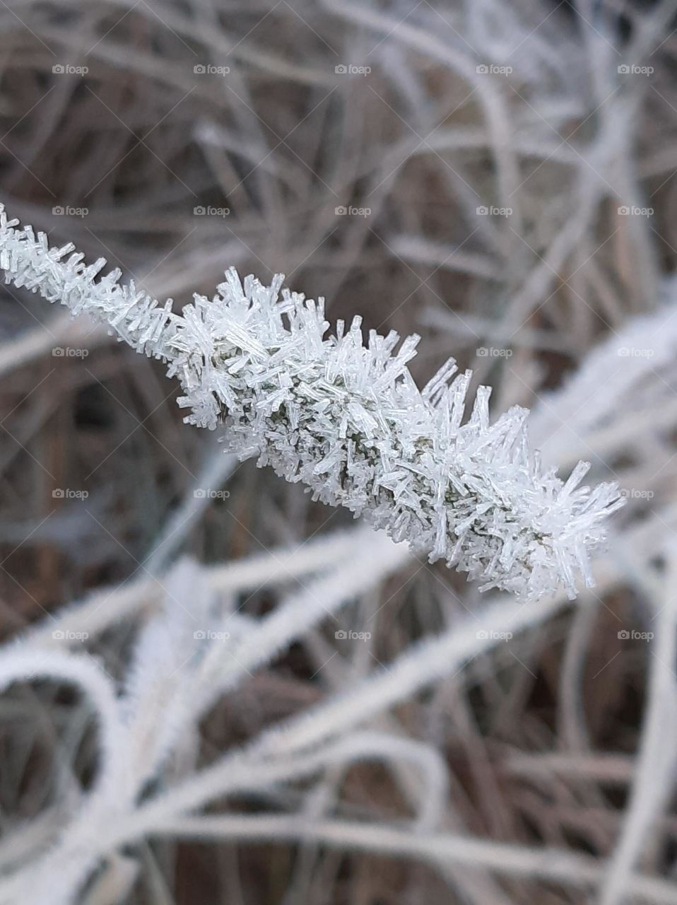 frost