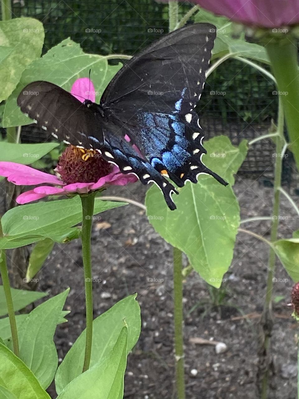 Black swallowtail butterfly in zinnias 