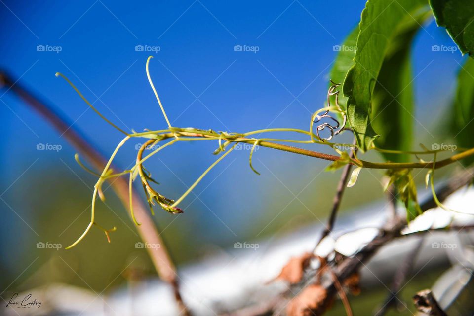 Graceful Reach of a Vine