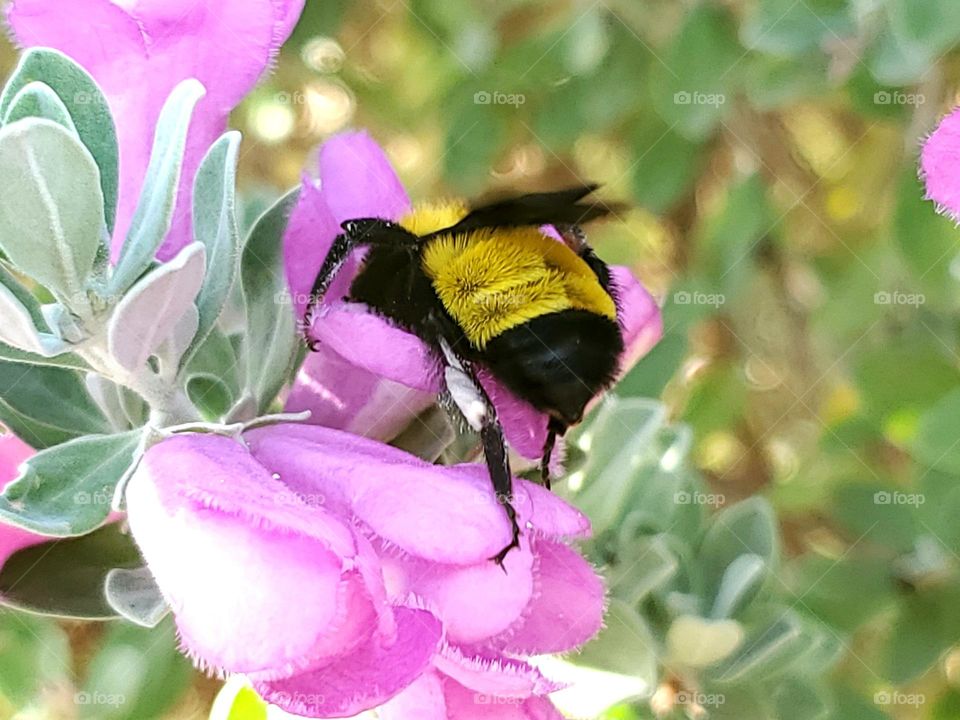 A bee pollinating a flower