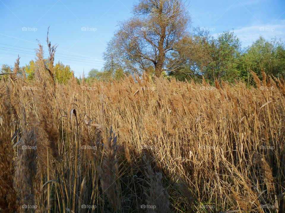 dry high grass, autumn