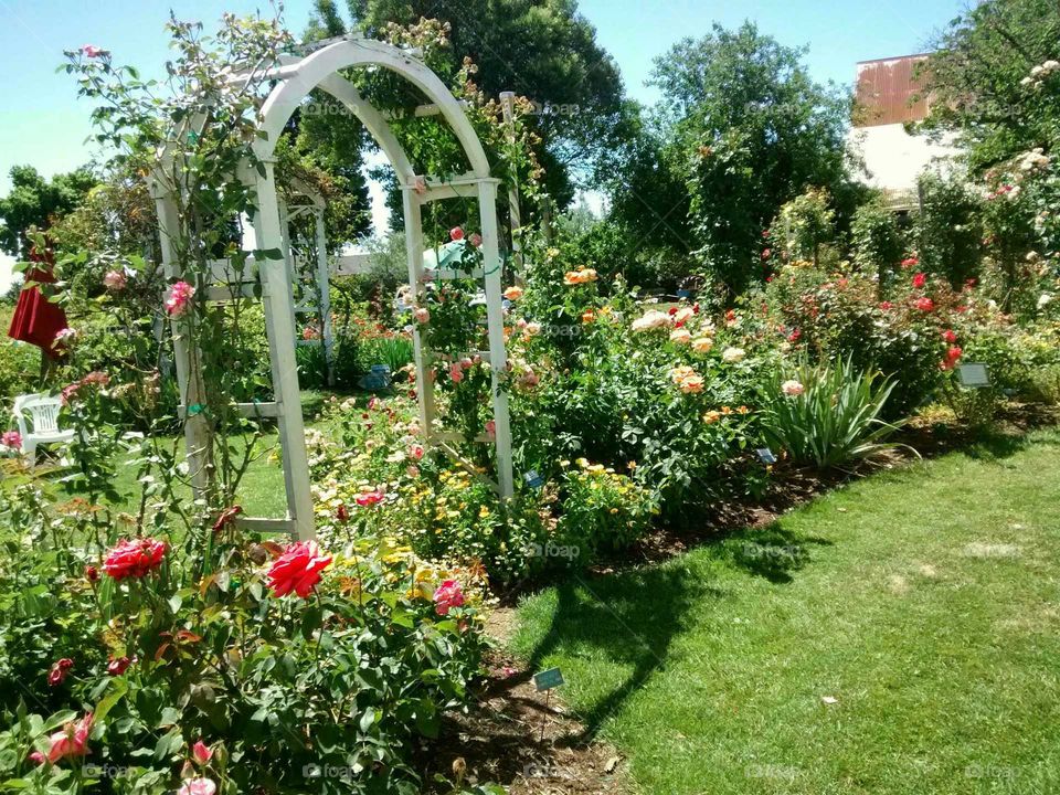 rose garden