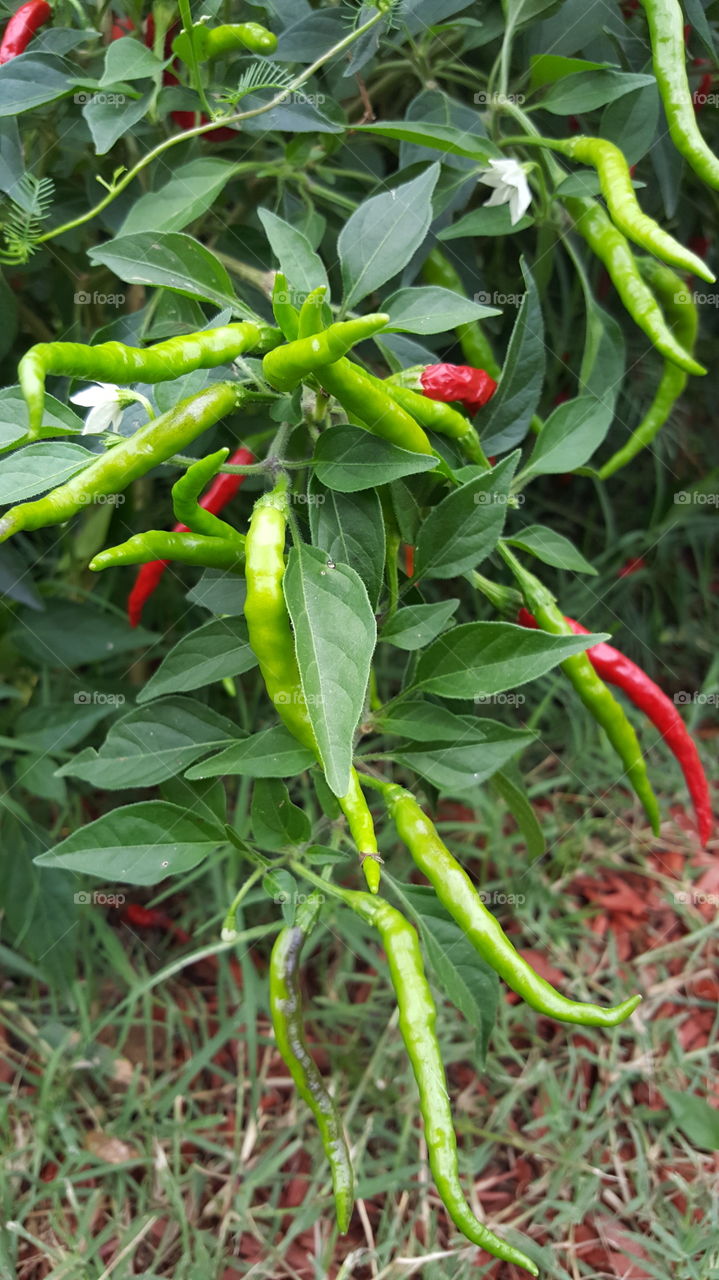 peppers hot