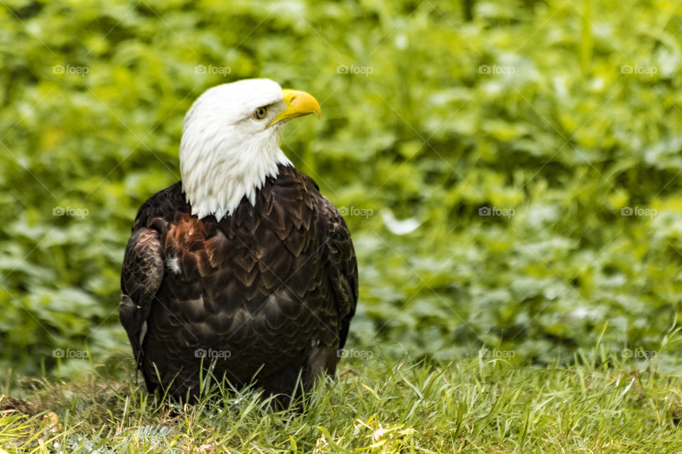 Beautiful bald eagle in British Columbia, Canada.
