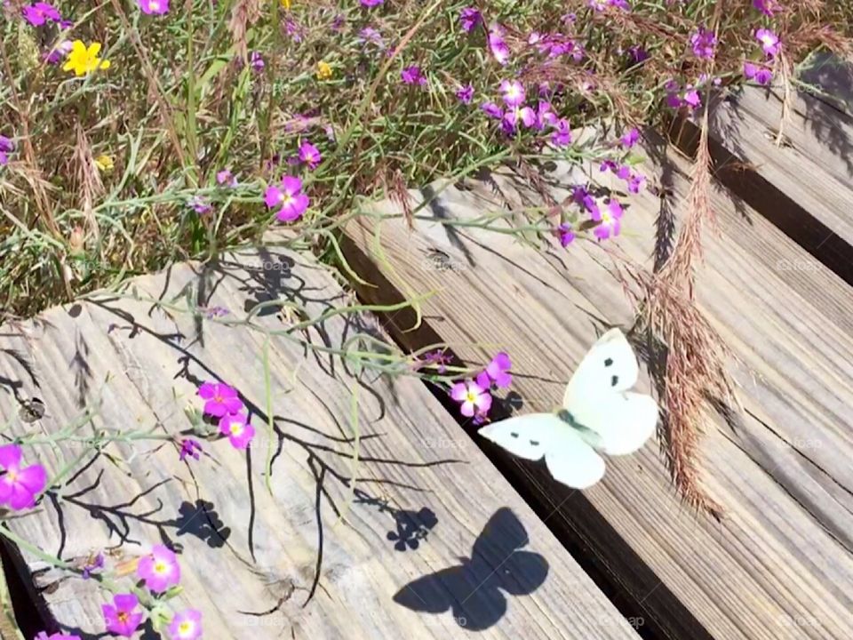 Butterfly and Shadow, Nature and Flowers 