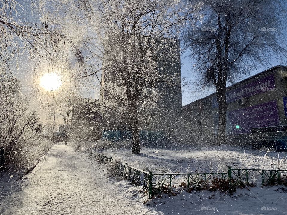 Frosty winter day. White flakes of snow fly off the branches of trees and sparkle in the sun