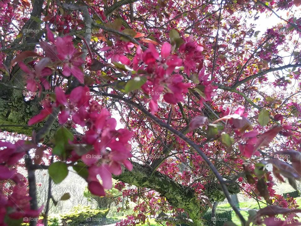 flowering tree