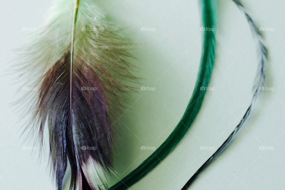 Green Color Story - green feathers