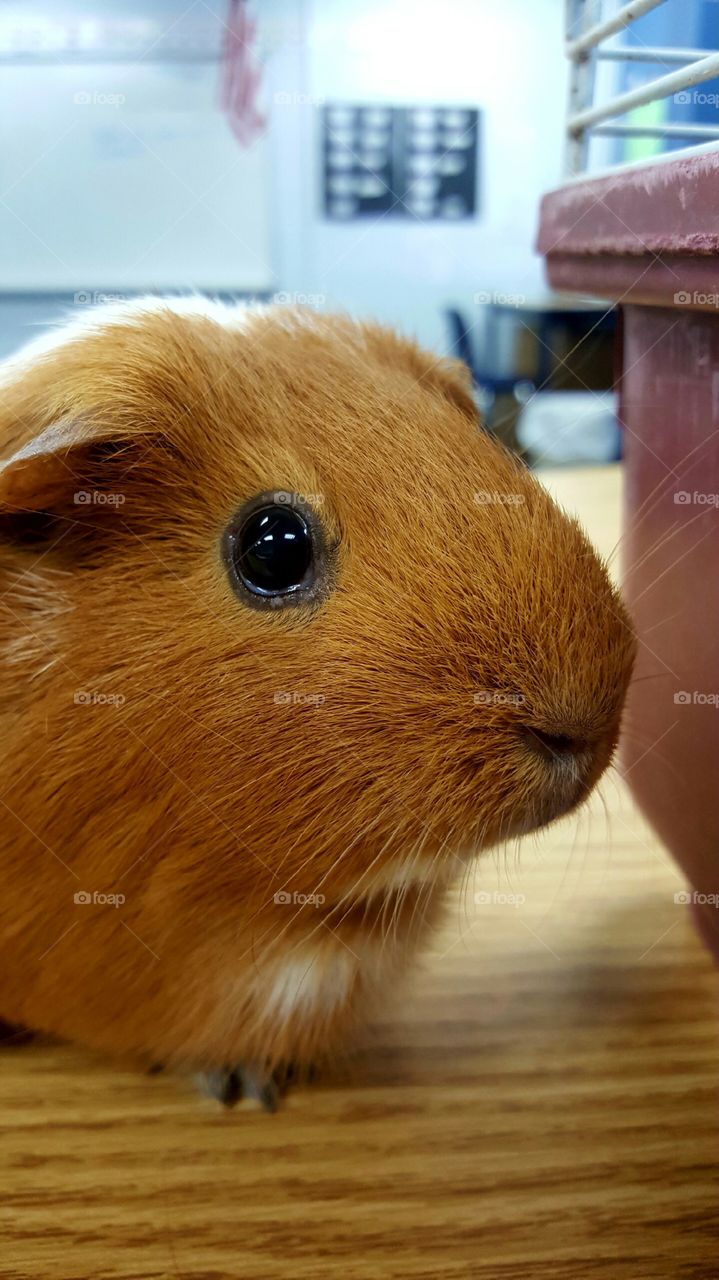 guinea pig