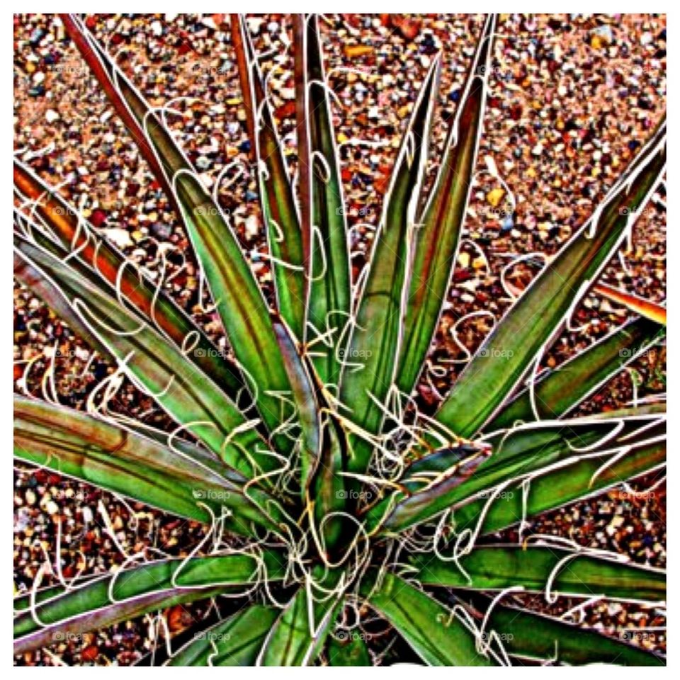 Desert Plant