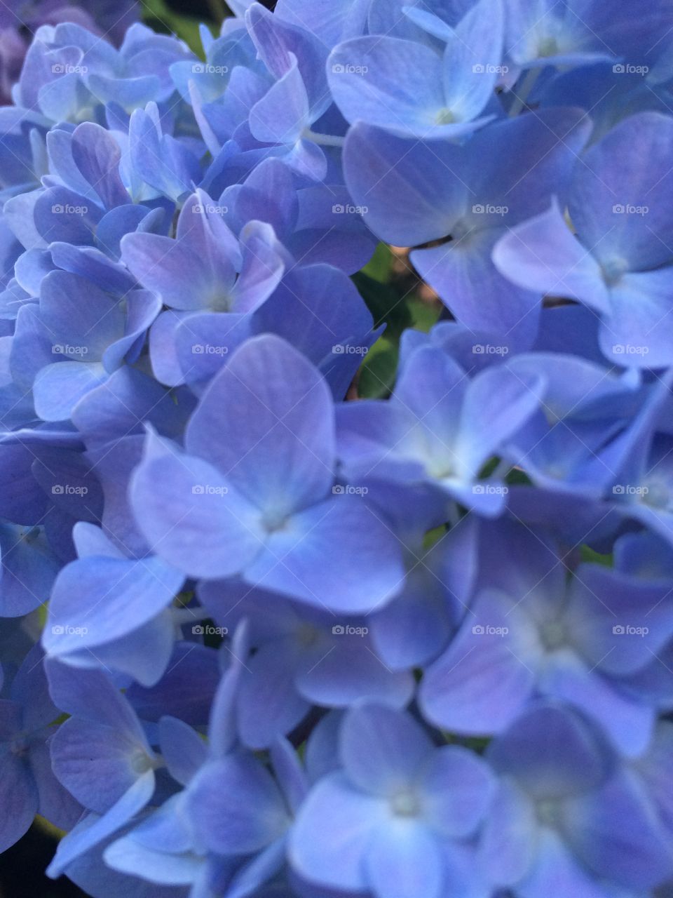 Beautiful blue Hydrangea 