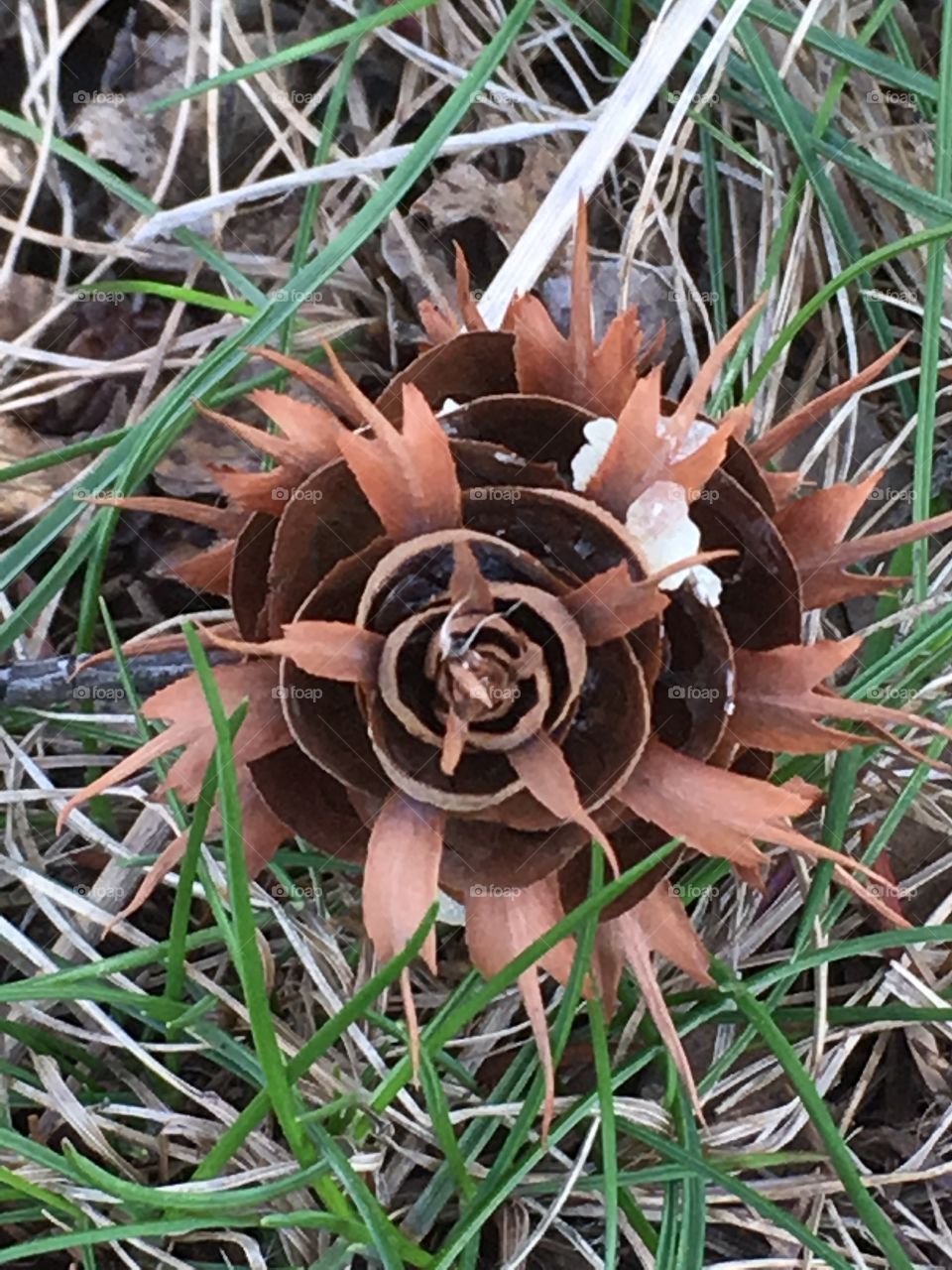 Top view of unusual spiky fallen pine cone
