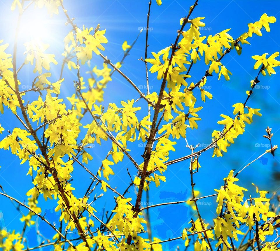 forsythia