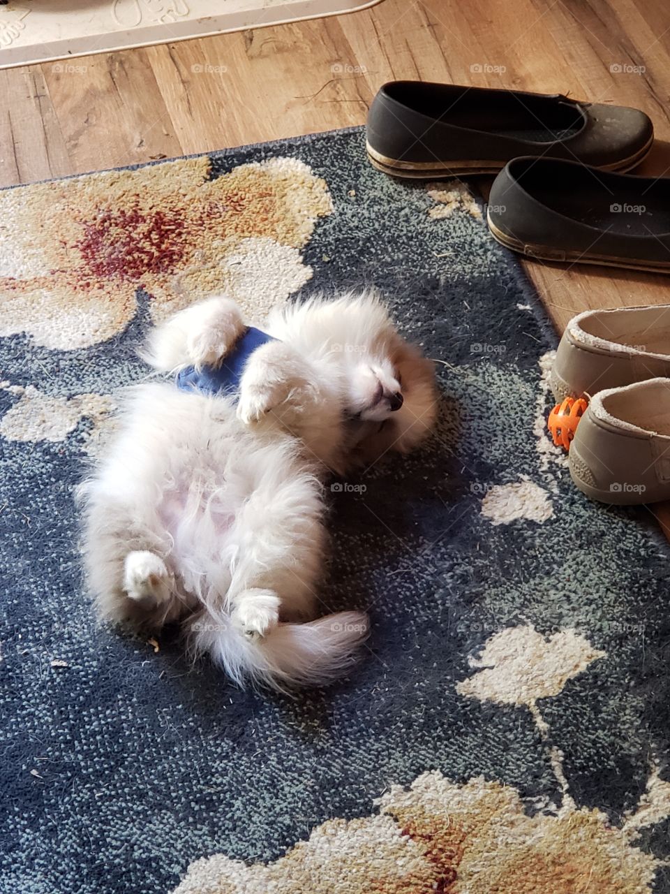 one pooped out little puppy