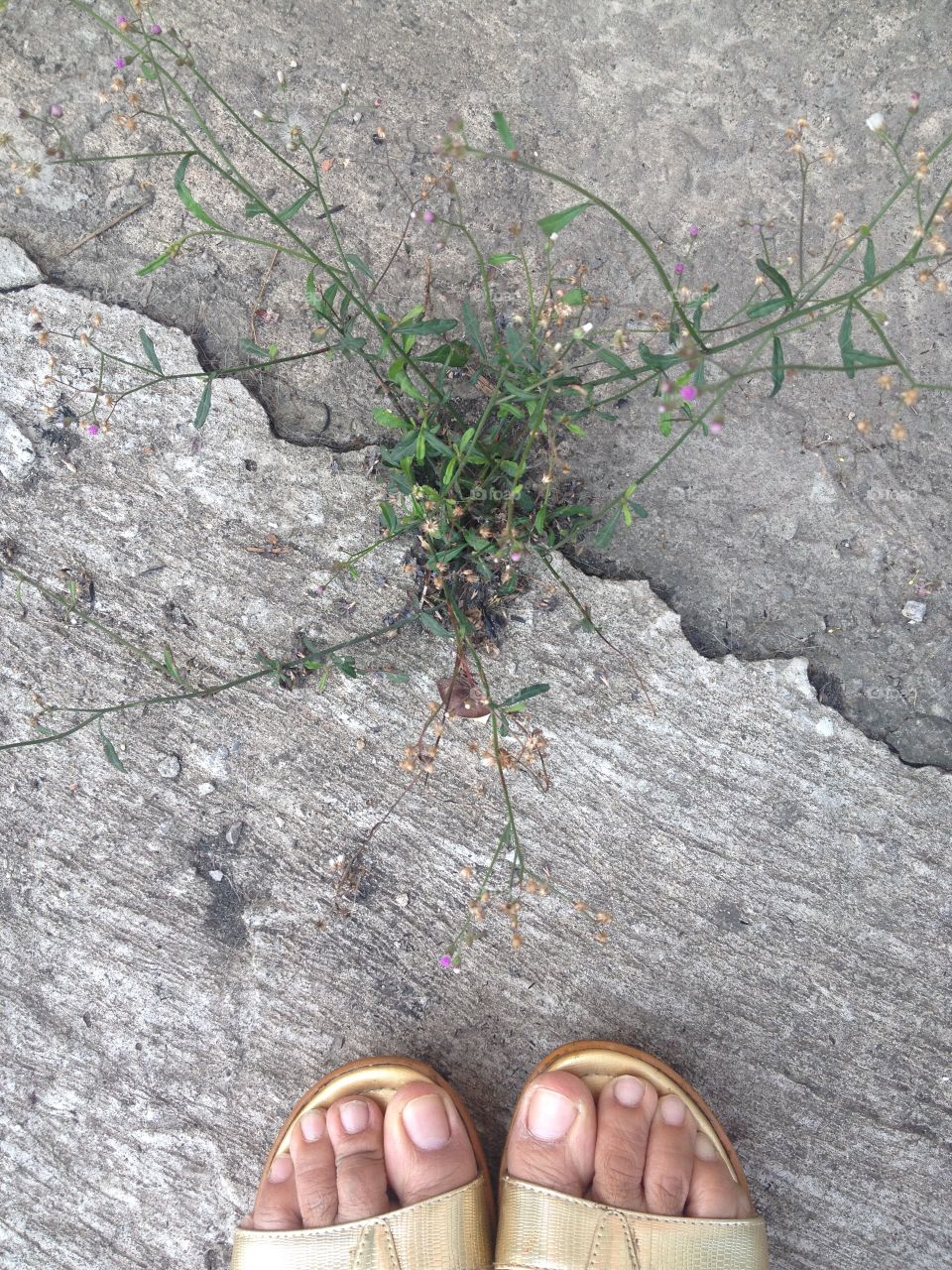 Shoes meet survival tree on concrete floor. Nature background template concept.