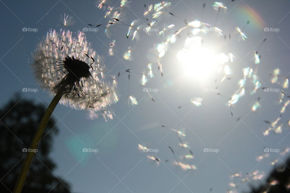 A dandelion and its seeds. the seeds are blown away in the wind and are flying away circularly around the sun.