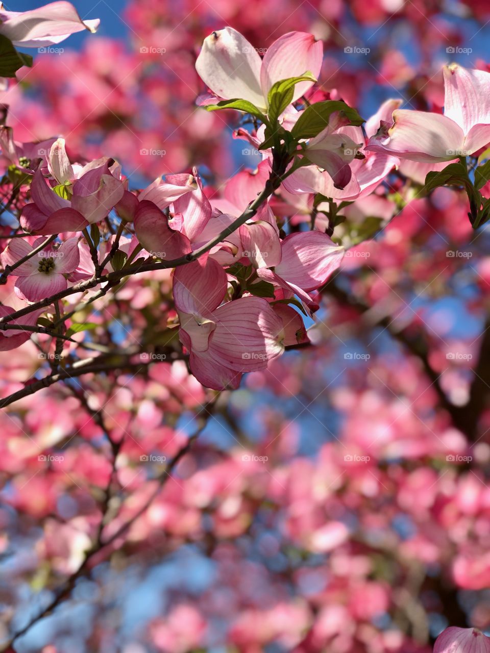 Spring pink in Michigan 