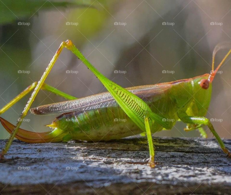 Grasshopper 