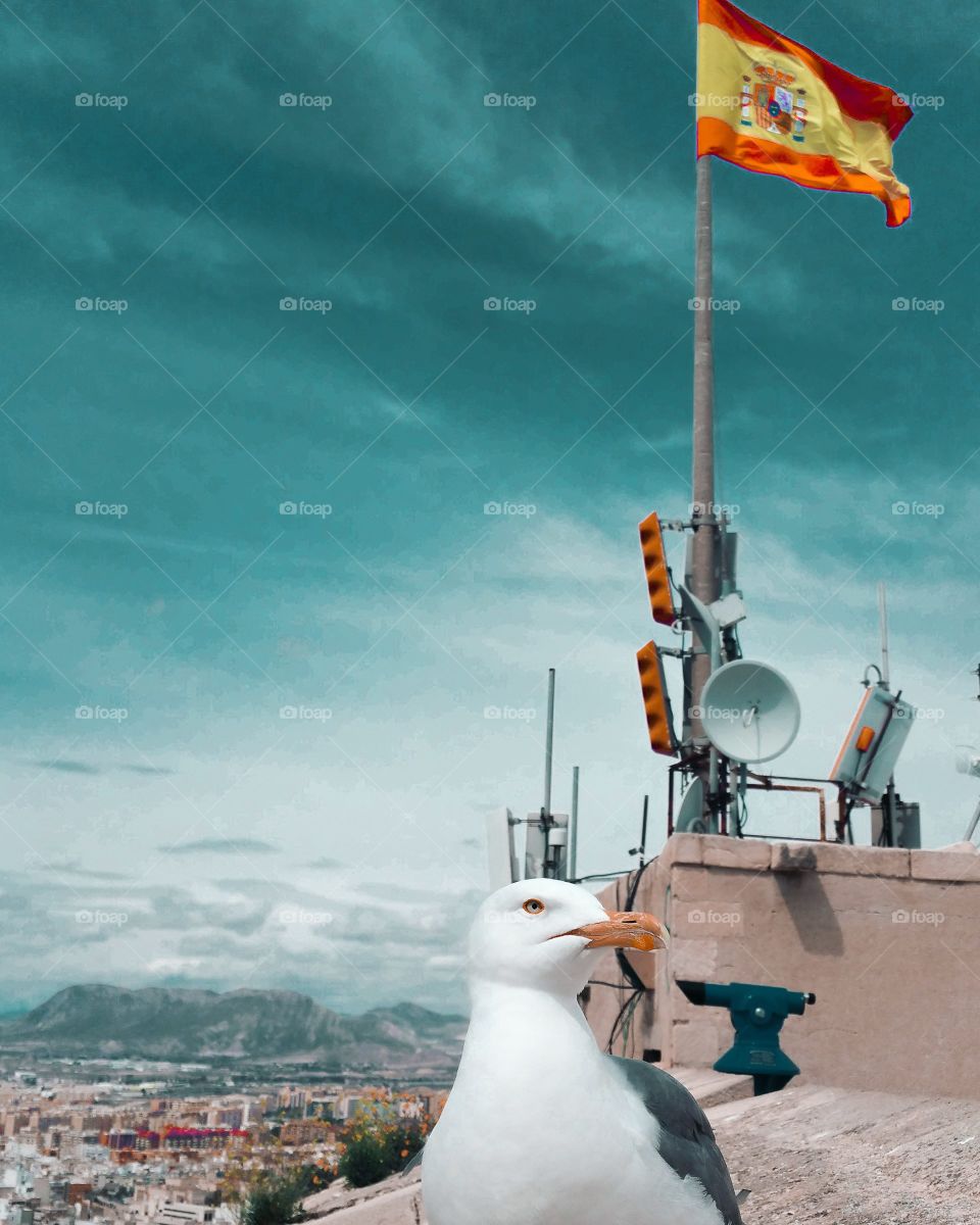Seagull in Alicante