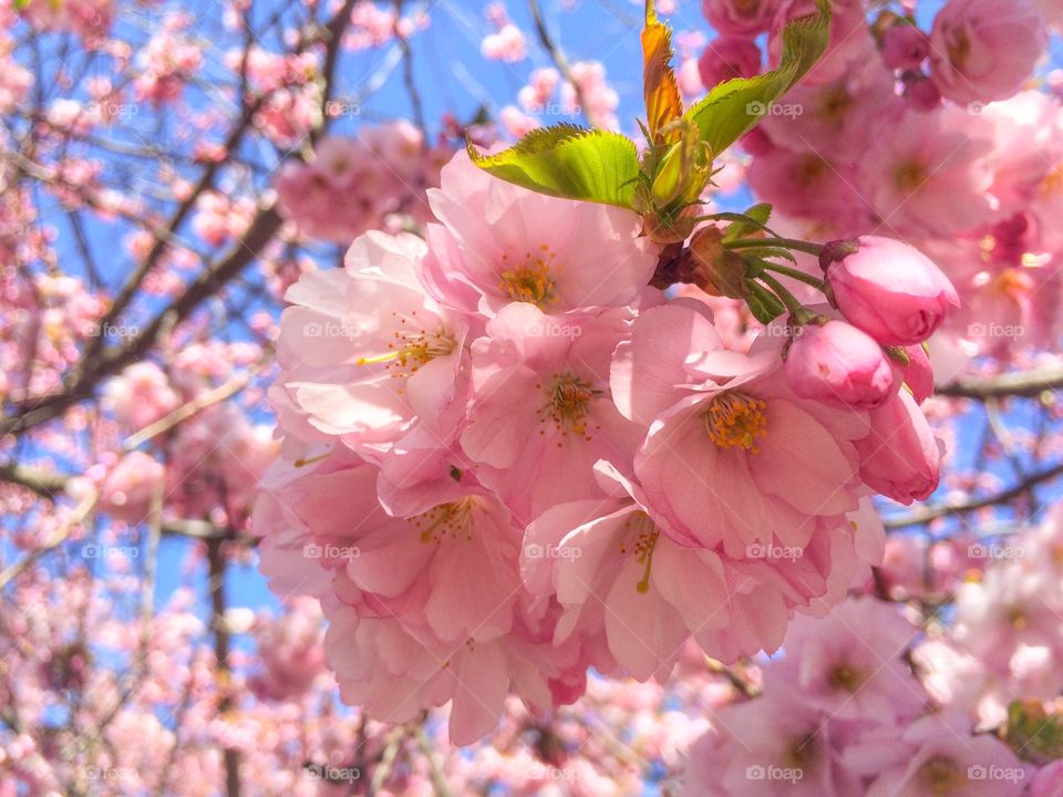 Cherry blossoms flowers