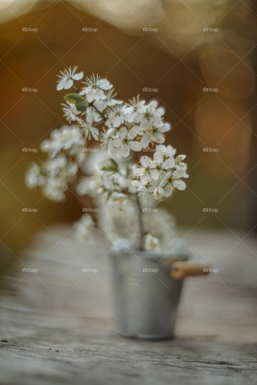 Cherry blossom branch with light sparkle. Manual helios lense