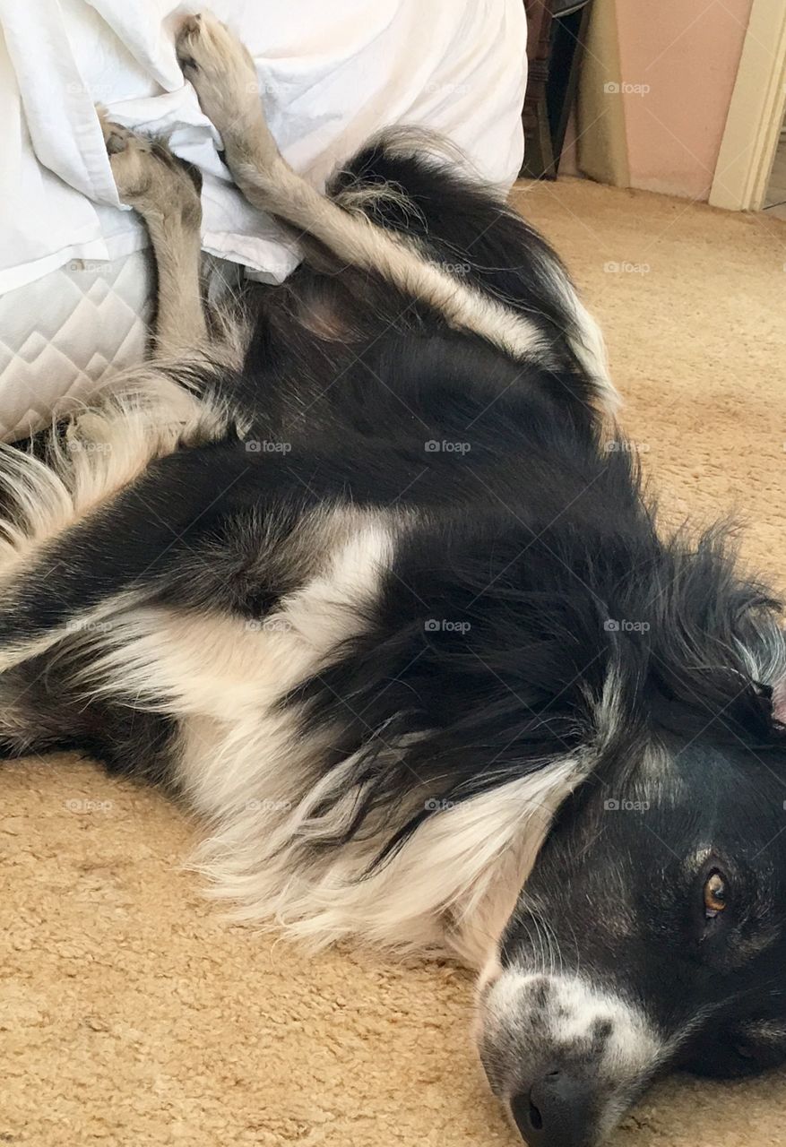 Border collie sheepdog having a lazy afternoon, legs up on side of bed