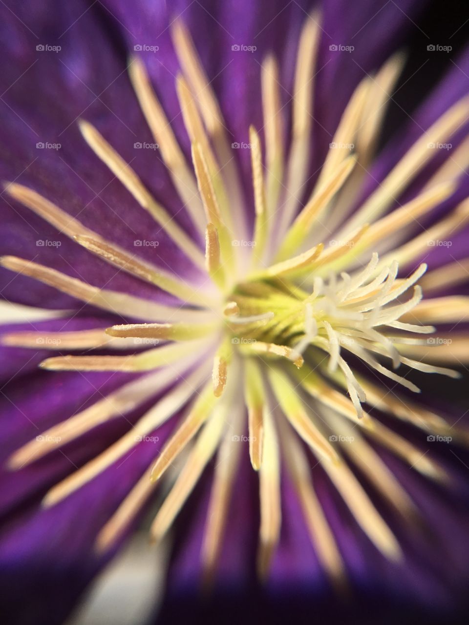 Clematis 