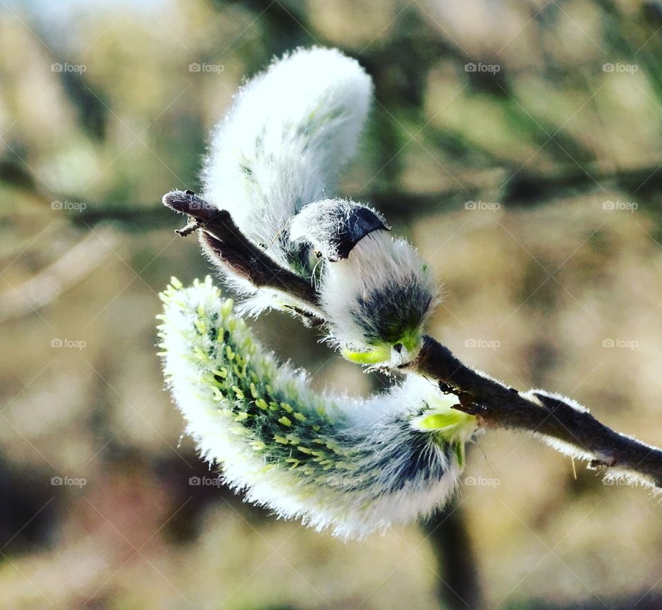 Weidenkätzchen