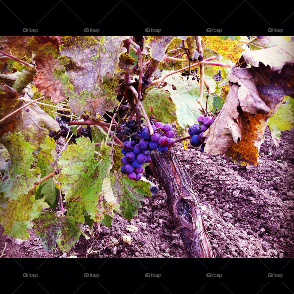 madrid grape uva by babysu