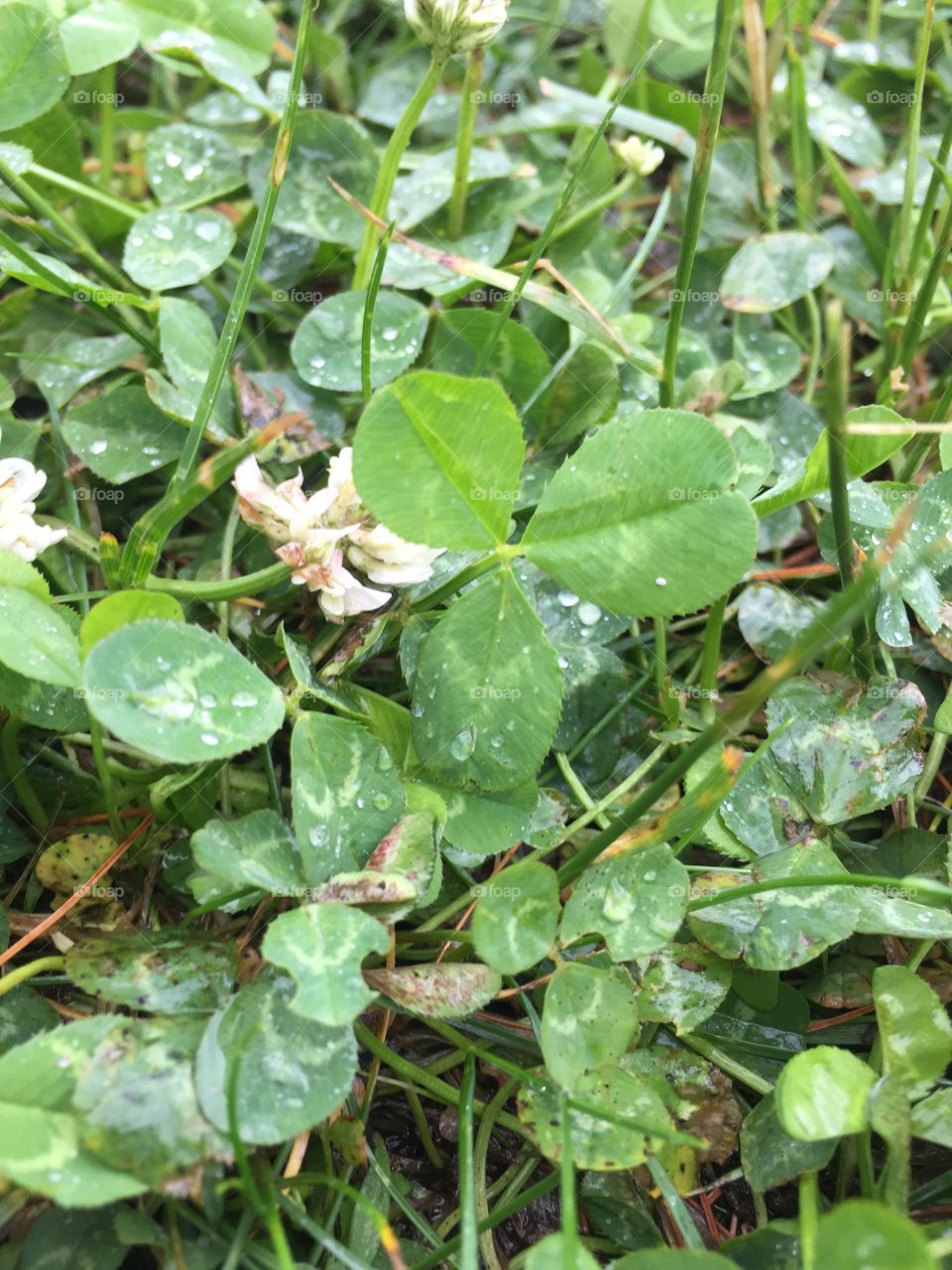 Clover after rain. Wet clover in the grass