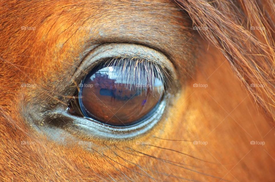 Horse eye. Close up of a horse's eye