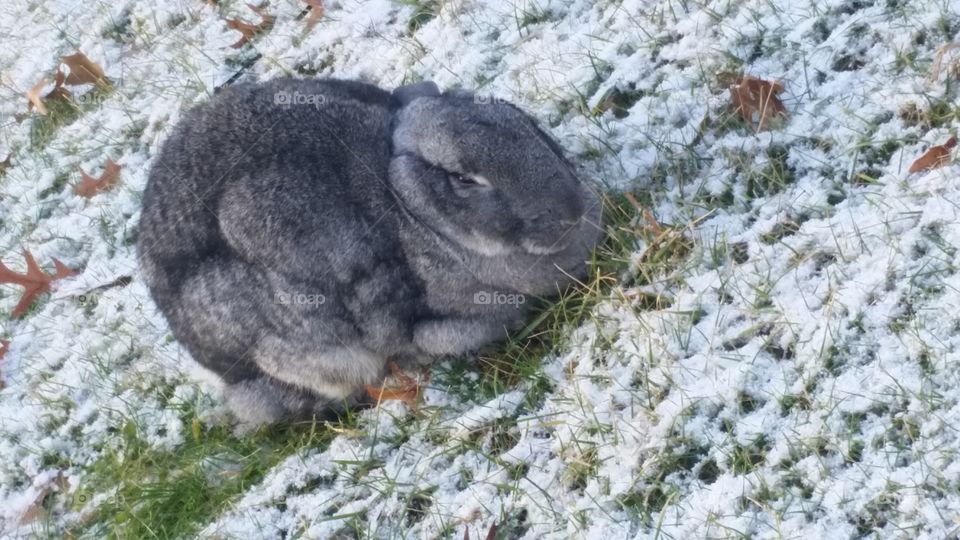 floppy-eared rabbit seems to be bandit out in the cold, or escaped.