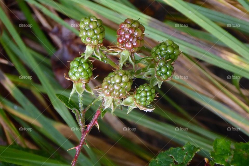 Blackberries in fall