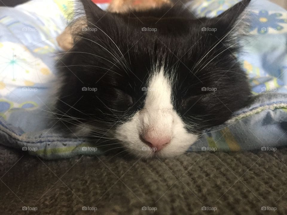 Sleepy kitty cute cat fluffy fur animals 