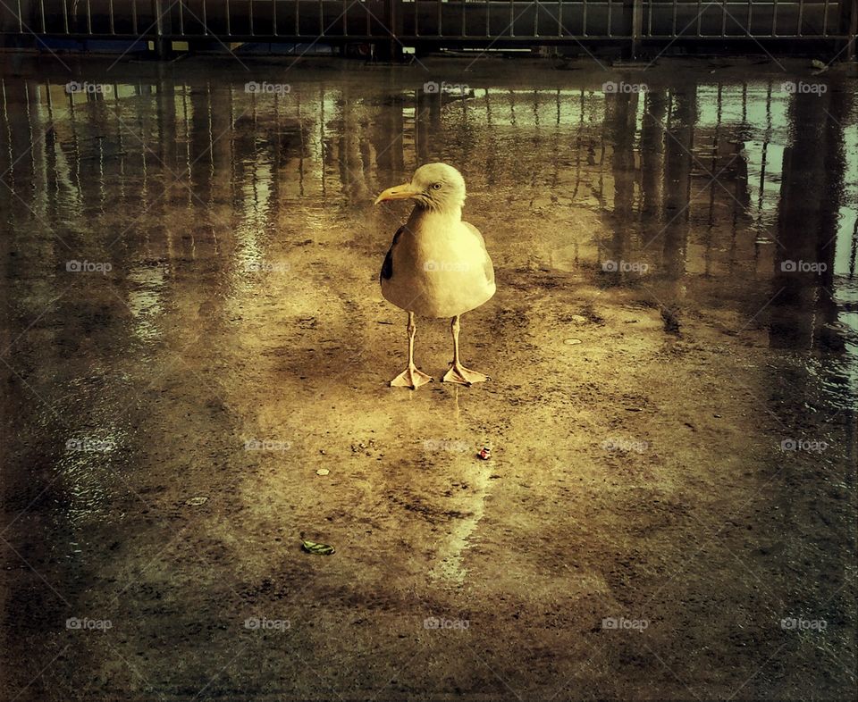 Lone seagull in the rain