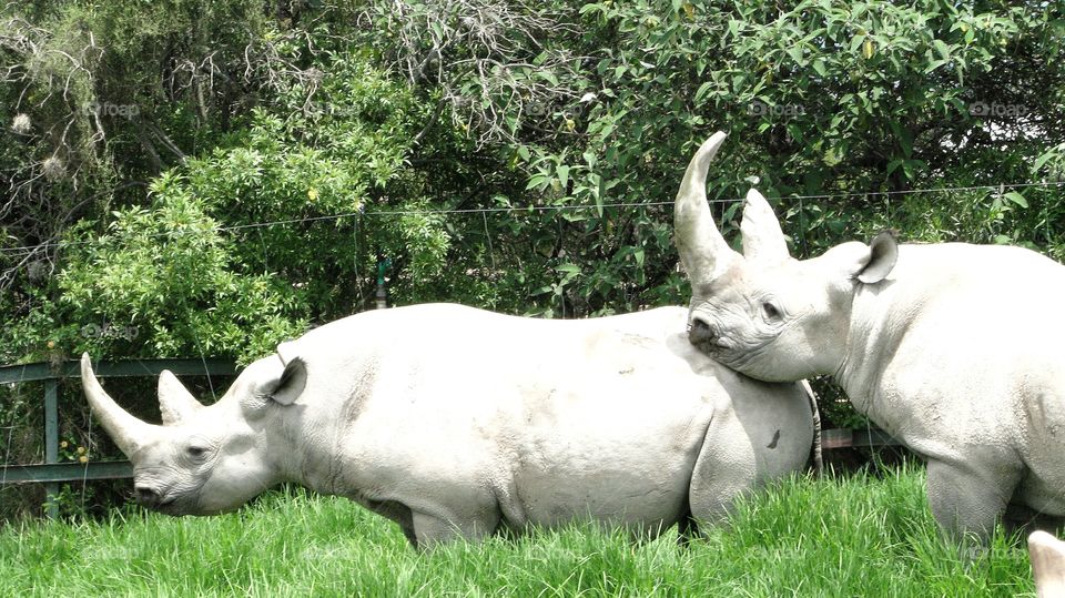 Rhinos. Rhinos at zoo Africam Safari