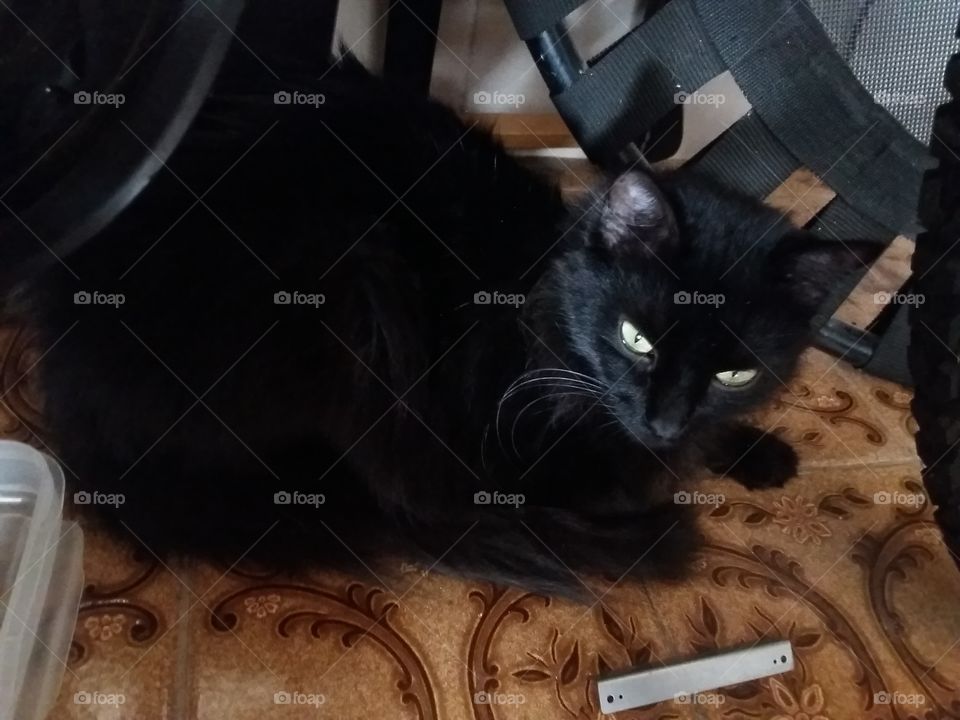 Lili Cat Black