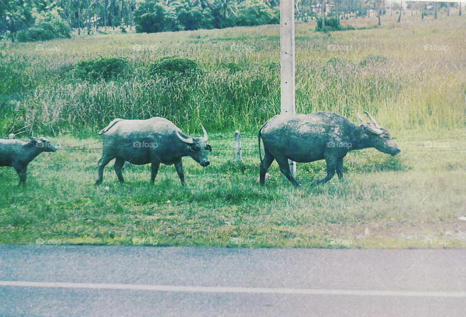 Buffalo by the road