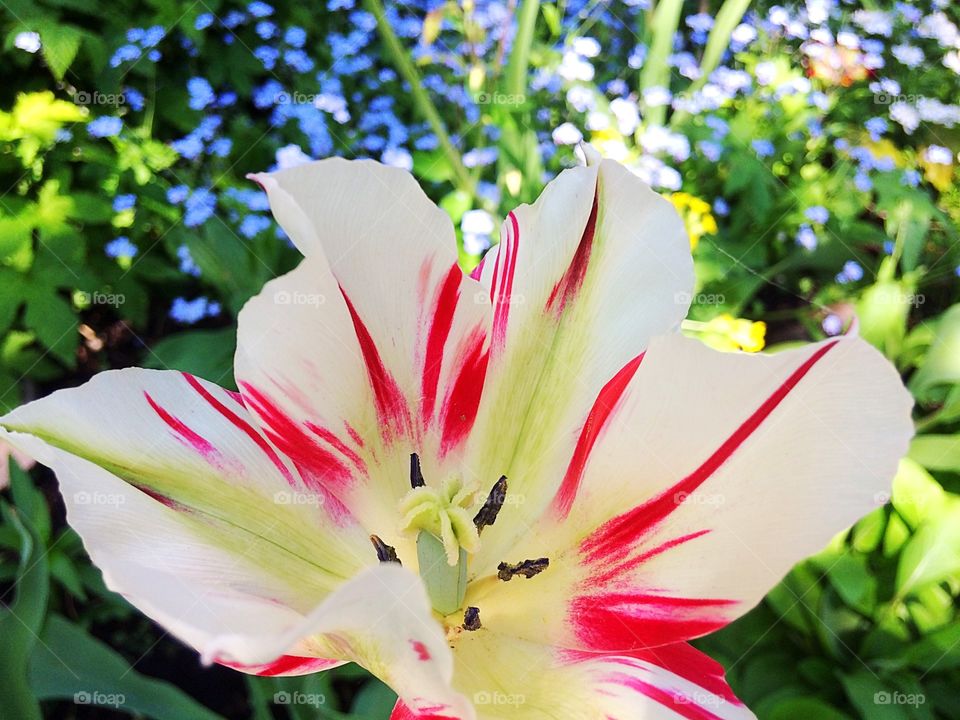 Single red and white tulip 